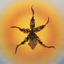 Avatar for Pjdesh