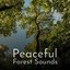 Peaceful Forest Sounds