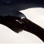 Orca