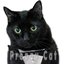 Preppy Cat