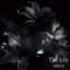 The Lily - Single