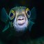 Blub Blub - Single