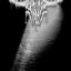 Endless Silence Of Desolation