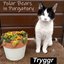 Tryggr [Explicit]