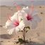 Sirroco Hibiscus
