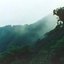 Virtual Forest