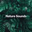 Nature Sounds