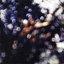 Obscured By Clouds (2007. Disc 8)