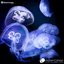 Formless Life