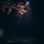 The Night