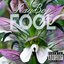 Fool!! - Single