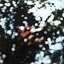 Obscured By Clouds (LP) [Harvest, ST-11078]