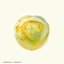 Budding Love - Single
