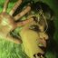 Threnody