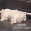 Post-Confessions Demo [Explicit]