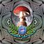 The Mushroom Speaks