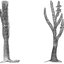 Sigillaria