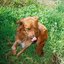 dog with a bone