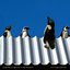 Penguins on the Roof