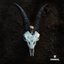 Animal - Single