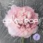 Baby Flower Japanese Version