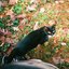 when autumn leaves fall