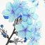Blossom - Single
