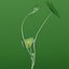 Plant Life