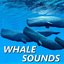 Whale Sounds