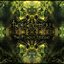 The Forest Riddle