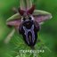 Strambulisma