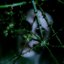 Tantalus (Nymph Mix) - Single