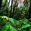 The Dark Side of the Forrest