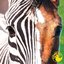 Zebra Horse