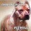 Pitbull