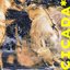 CICADA* [Explicit]