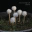 Auriscalpium