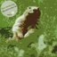 Woodchucker ep