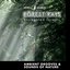 Forest Rays: Ambient Grooves & Sounds Of Nature