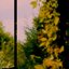 my respite / goldfinger (Reworks)