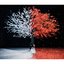 akane sasu everlasting snow