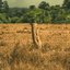 Green Fields
