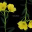 Evening Primrose