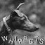 Whippets