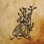 Harvest Aorta
