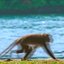 Monkey River English Muffin
