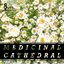 Medicinal Cathedral