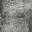The Quantum Consciousness