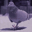 KingpinPigeon 的头像