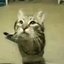 Meow - Single